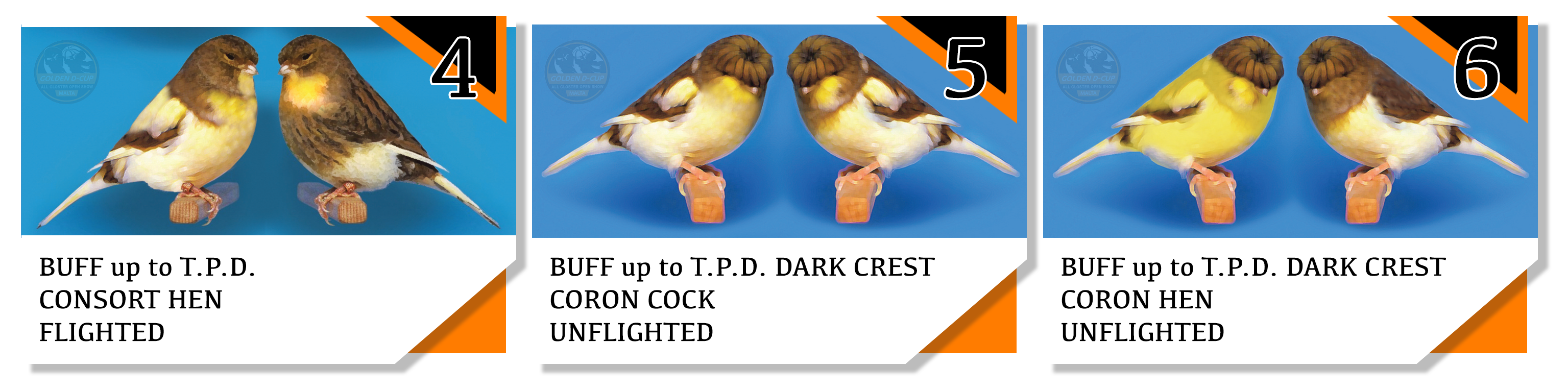 4-6 GLOSTER CLASSES